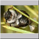 Stylops melittae - Faecherfluegler m26 5mm an Andrena vaga.jpg